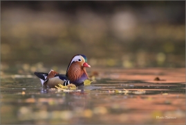 <p>KACHNIČKA MANDARÍNSKÁ (Aix galericulata) Varnsdorf ----- /Mandarin duck - Mandarinente/</p>