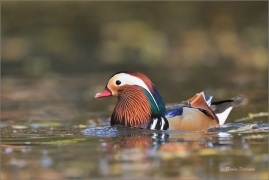 <p>KACHNIČKA MANDARÍNSKÁ (Aix galericulata) Varnsdorf ----- /Mandarin duck - Mandarinente/</p>