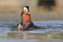 <p>KACHNIČKA MANDARÍNSKÁ (Aix galericulata) Varnsdorf ----- /Mandarin duck - Mandarinente/</p>
