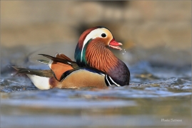 <p>KACHNIČKA MANDARÍNSKÁ (Aix galericulata) Varnsdorf ----- /Mandarin duck - Mandarinente/</p>