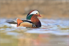 <p>KACHNIČKA MANDARÍNSKÁ (Aix galericulata) Varnsdorf ----- /Mandarin duck - Mandarinente/</p>