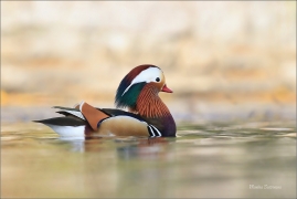 <p>KACHNIČKA MANDARÍNSKÁ (Aix galericulata) Varnsdorf ----- /Mandarin duck - Mandarinente/</p>