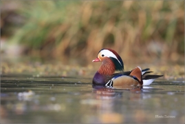 <p>KACHNIČKA MANDARÍNSKÁ (Aix galericulata) Varnsdorf ----- /Mandarin duck - Mandarinente/</p>
