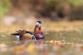 <p>KACHNIČKA MANDARÍNSKÁ (Aix galericulata) Varnsdorf ----- /Mandarin duck - Mandarinente/</p>