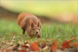 <p>VEVERKA OBECNÁ (Sciurus vulgaris) ---- /Red squirrel - Eichhörnchen/</p>