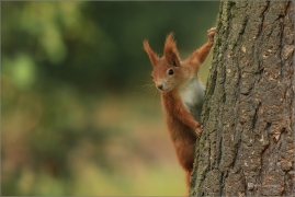 <p>VEVERKA OBECNÁ (Sciurus vulgaris) Šluknovsko - Jiříkov ---- /Red squirrel - Eichhörnchen/</p>