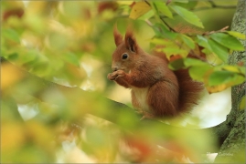 <p>VEVERKA OBECNÁ (Sciurus vulgaris) M. Bolelsav ---- /Red squirrel - Eichhörnchen/</p>