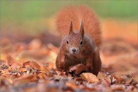 <p>VEVERKA OBECNÁ (Sciurus vulgaris) Šluknovsko - Jiříkov ---- /Red squirrel - Eichhörnchen/</p>
