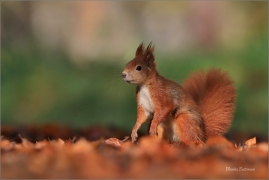 <p>VEVERKA OBECNÁ (Sciurus vulgaris) M. Boleslav ---- /Red squirrel - Eichhörnchen/</p>