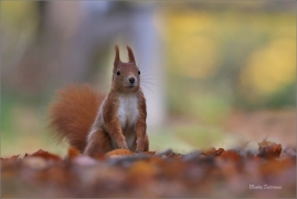 <p>VEVERKA OBECNÁ (Sciurus vulgaris) M. Boleslav ---- /Red squirrel - Eichhörnchen/</p>