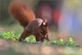 <p>VEVERKA OBECNÁ (Sciurus vulgaris) M. Boleslav ---- /Red squirrel - Eichhörnchen/</p>