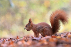 <p>VEVERKA OBECNÁ (Sciurus vulgaris) Mladá Boleslav ---- /Red squirrel - Eichhörnchen/</p>