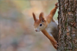 <p>VEVERKA OBECNÁ (Sciurus vulgaris) Mladá Boleslav ---- /Red squirrel - Eichhörnchen/</p>
