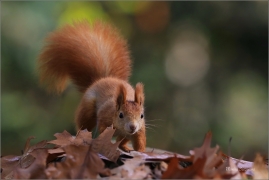 <p>VEVERKA OBECNÁ (Sciurus vulgaris) M. Boleslav ---- /Red squirrel - Eichhörnchen/</p>