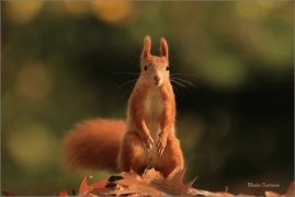 <p>VEVERKA OBECNÁ (Sciurus vulgaris) M. Bolelsav ---- /Red squirrel - Eichhörnchen/</p>
