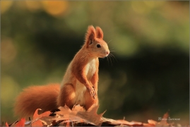 <p>VEVERKA OBECNÁ (Sciurus vulgaris)  M. Boleslav ---- /Red squirrel - Eichhörnchen/</p>