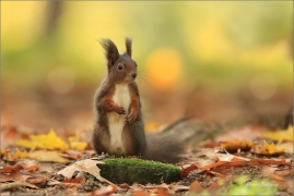 <p>VEVERKA OBECNÁ (Sciurus vulgaris) Mladá Boleslav ---- /Red squirrel - Eichhörnchen/</p>