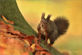 <p>VEVERKA OBECNÁ (Sciurus vulgaris) Mladá Boleslav ---- /Red squirrel - Eichhörnchen/</p>