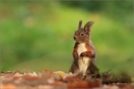 <p>VEVERKA OBECNÁ (Sciurus vulgaris) Mladá Boleslav ---- /Red squirrel - Eichhörnchen/</p>