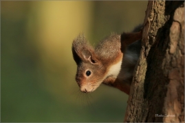 <p>VEVERKA OBECNÁ (Sciurus vulgaris) Mladá Boleslav ---- /Red squirrel - Eichhörnchen/</p>