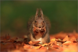 <p>VEVERKA OBECNÁ (Sciurus vulgaris) ---- /Red squirrel - Eichhörnchen/</p>