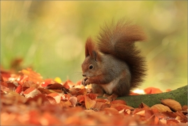 <p>VEVERKA OBECNÁ (Sciurus vulgaris) M. Boleslav ---- /Red squirrel - Eichhörnchen/</p>