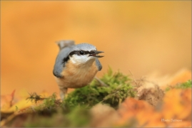 <p>BRHLÍK LESNÍ (Sitta europaea) ---- /Eurasian nuthatch - Kleiber/</p>
