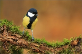 <p>SÝKORA KOŇADRA (Parus major) ------- /Great tit - Kohlmeise/</p>