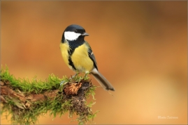 <p>SÝKORA KOŇADRA (Parus major) ------- /Great tit - Kohlmeise/</p>