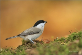 <p>SÝKORA BABKA ( Parus palustris) /Marsh tit - Sumpfmeise/</p>