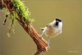 <p>SÝKORA BABKA ( Parus palustris) /Marsh tit - Sumpfmeise/</p>