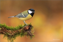 <p>SÝKORA KOŇADRA (Parus major) ------- /Great tit - Kohlmeise/</p>