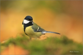 <p>SÝKORA KOŇADRA (Parus major) ------- /Great tit - Kohlmeise/</p>