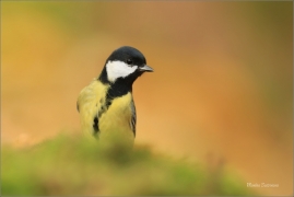 <p>SÝKORA KOŇADRA (Parus major) ------- /Great tit - Kohlmeise/</p>