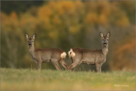 <p>SRNEC OBECNÝ (Capreolus capreolus) Šluknovsko - Jiříkov --- /European roe deer - Reh/</p>
