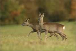 <p>SRNEC OBECNÝ (Capreolus capreolus) Šluknovsko - Jiříkov --- /European roe deer - Reh/</p>