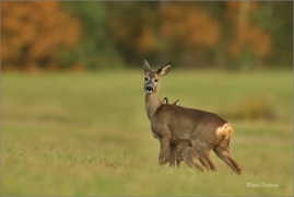 <p>SRNEC OBECNÝ (Capreolus capreolus) Šluknovsko - Jiřkov --- /European roe deer - Reh/</p>
