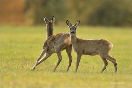 <p>SRNEC OBECNÝ (Capreolus capreolus) Šluknovsko - Jiříkov --- /European roe deer - Reh/</p>