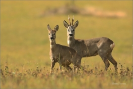 <p>SRNEC OBECNÝ (Capreolus capreolus) Šluknovsko - Jiříkov --- /European roe deer - Reh/</p>