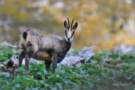 <p>KAMZÍK HORSKÝ (Rupicapra rupicapra) Lužické hory, Studenec ---- /Chamois - Gämse/</p>
