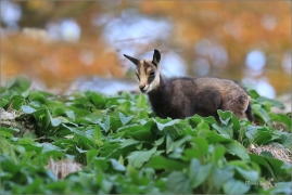 <p>KAMZÍK HORSKÝ (Rupicapra rupicapra) Lužické hory, Studenec ---- /Chamois - Gämse/</p>