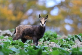 <p>KAMZÍK HORSKÝ (Rupicapra rupicapra) Lužické hory, ---- /Chamois - Gämse/</p>
