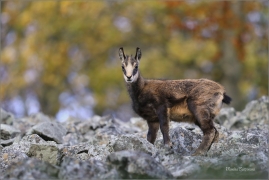 <p>KAMZÍK HORSKÝ (Rupicapra rupicapra) Lužické hory ---- /Chamois - Gämse/</p>