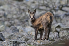 <p>KAMZÍK HORSKÝ (Rupicapra rupicapra) Lužické hory, Studenec ---- /Chamois - Gämse/</p>