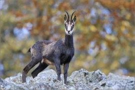 <p>KAMZÍK HORSKÝ (Rupicapra rupicapra) Lužické hory, pod Studencem ---- /Chamois - Gämse/</p>