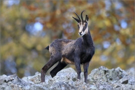 <p>KAMZÍK HORSKÝ (Rupicapra rupicapra) Lužické hory, ---- /Chamois - Gämse/</p>