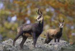 <p>KAMZÍK HORSKÝ (Rupicapra rupicapra) Lužické hory, Studenec ---- /Chamois - Gämse/</p>