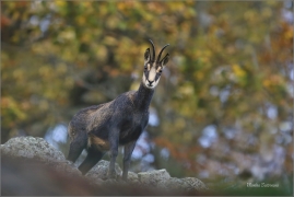 <p>KAMZÍK HORSKÝ (Rupicapra rupicapra) Lužické hory, Studenec ---- /Chamois - Gämse/</p>