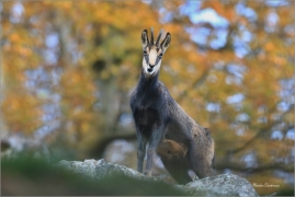 <p>KAMZÍK HORSKÝ (Rupicapra rupicapra) Lužické hory, Studenec ---- /Chamois - Gämse/</p>