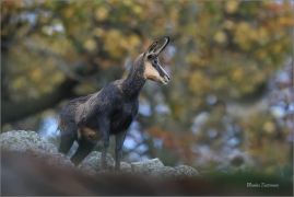 <p>KAMZÍK HORSKÝ (Rupicapra rupicapra) Lužické hory, Studenec ---- /Chamois - Gämse/</p>